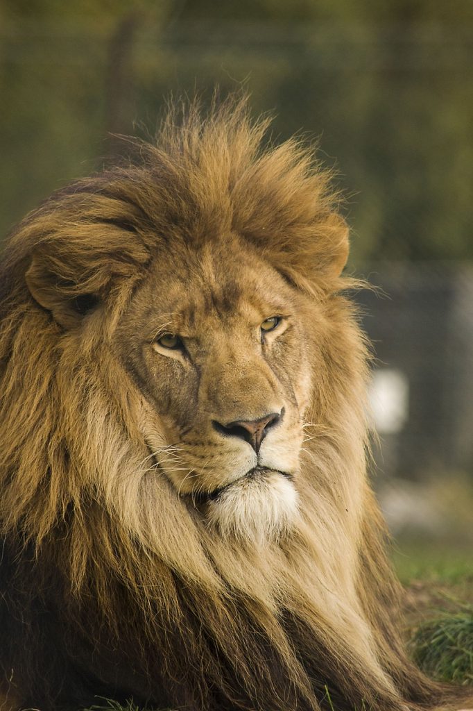 lion, wild, cat-1802707.jpg