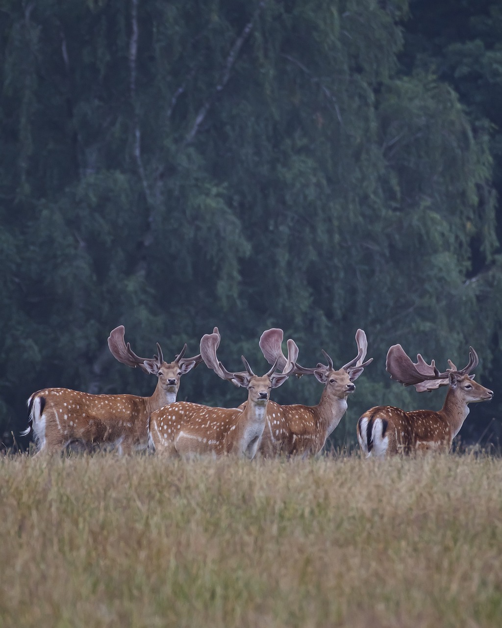 nature, forest, deer-4689106.jpg